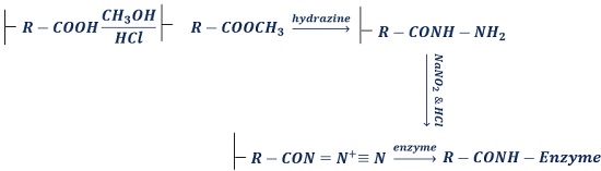 PEPTIDE BOND