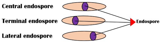 endospore types