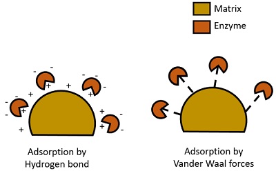 adsorption type