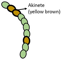 akinetes