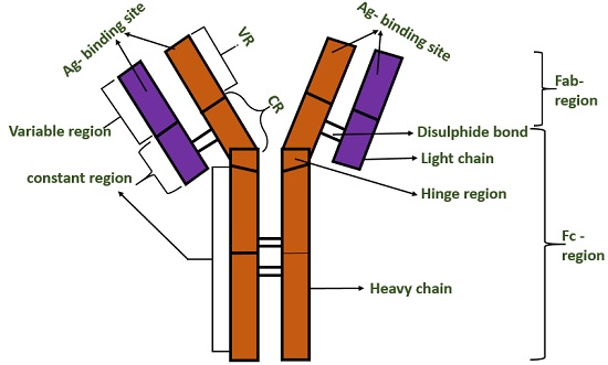 antibody