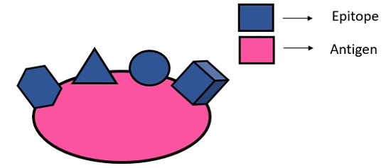 antigen diagram