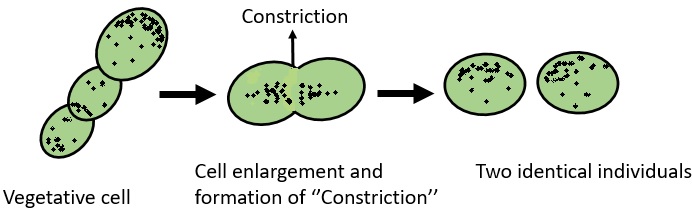 binary fission