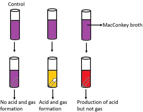 coliform test