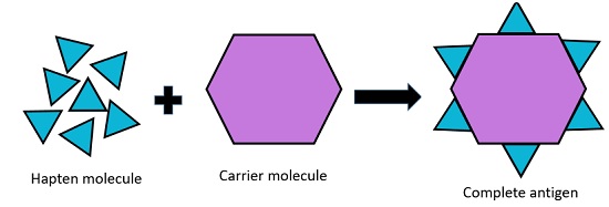 complete antigen formation