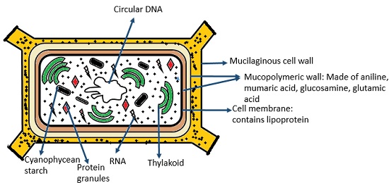 Cyanobacteria Cell Structure