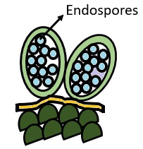endospores