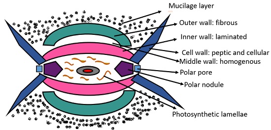 heterocyst structure