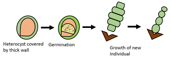 heterocyst