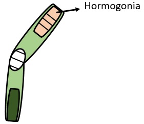 hormogones