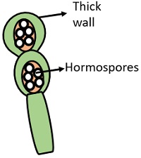 hormospores