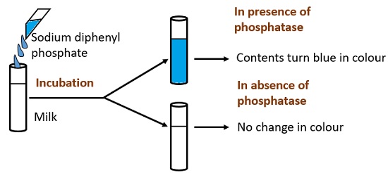 phosphatase test