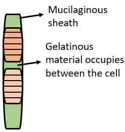 seperator disc