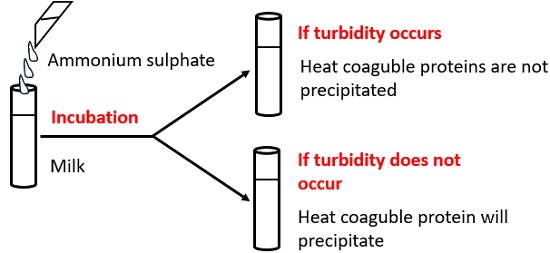 turbidity test