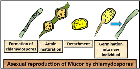 A Guide to Understand Mucor with Diagram  EdrawMax Online