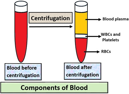 COMPONENTS OF BLOOD