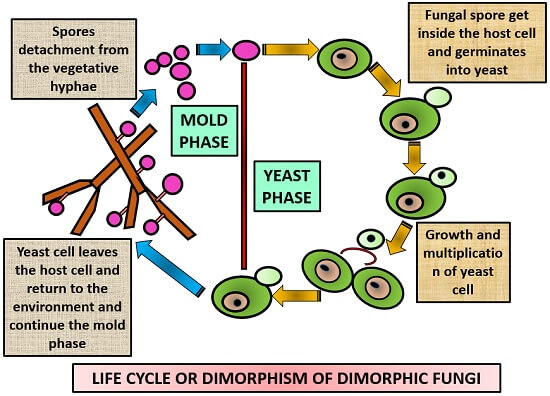 LIFE CYCLE OF DIMORPHIC FUNGI