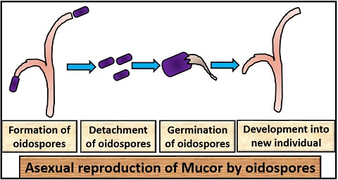 OIDOSPORES