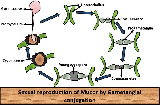 Mucor Labeled