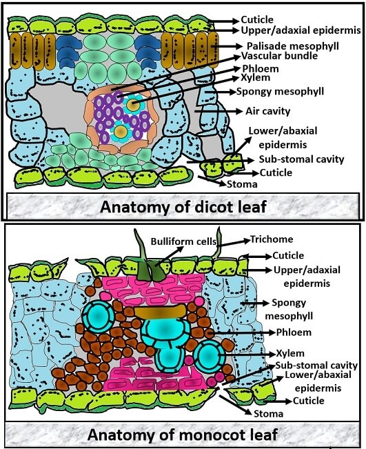 Monocot Leaf Under Microscope