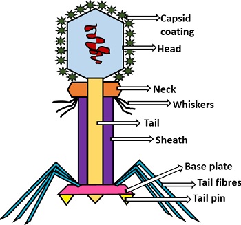 bacteriophage structure