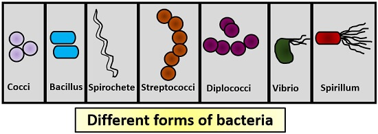 different forms of bacteria