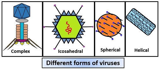 different forms of virus