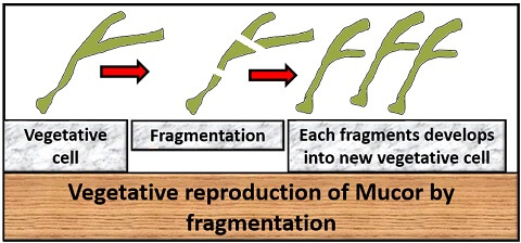 fragmentation