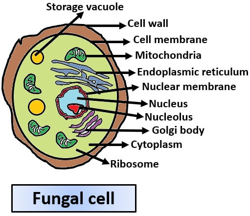 fungal cell