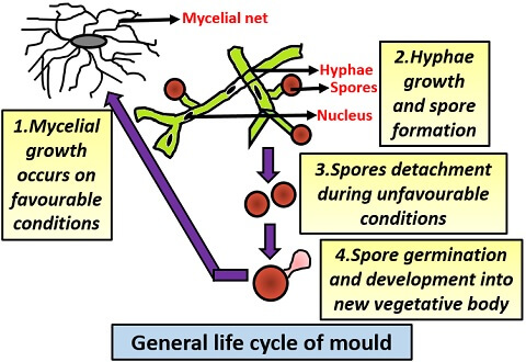 general life cycle of mould