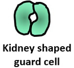 guard cell in dicot