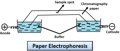 types of paper electrophoresis