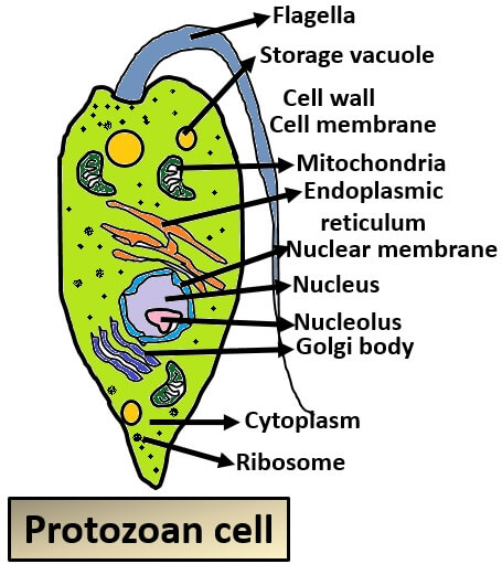 protozoan cell