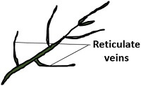 reticulate veins