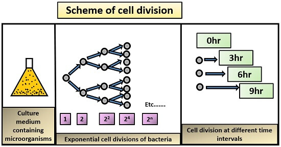 scheme of cell division