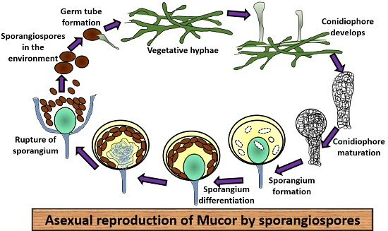 phylum zygomycota life cycle