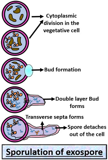 sporulation of exospore