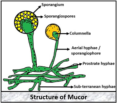 Mucor Microscopic Identification