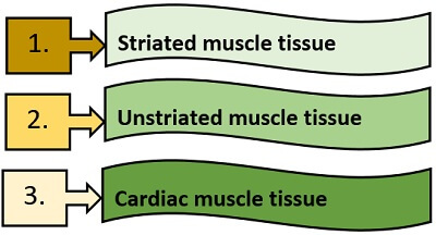types of muscle tissue