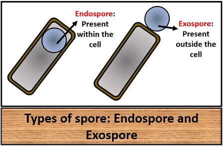 types of spore