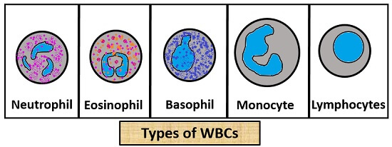 types of wbcs