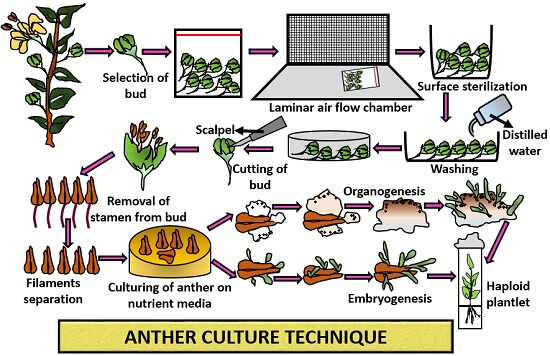 anther culture technique