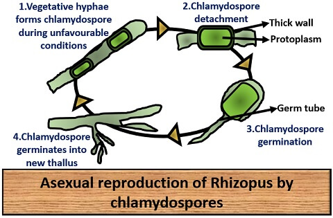 asexual reproduction by chlamydospores