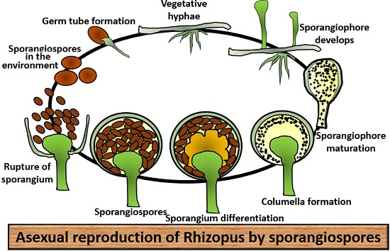 asexual reproduction by sporangiospores