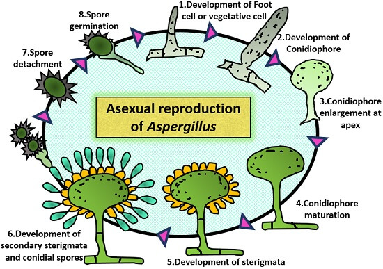asexual reproduction in aspergillus