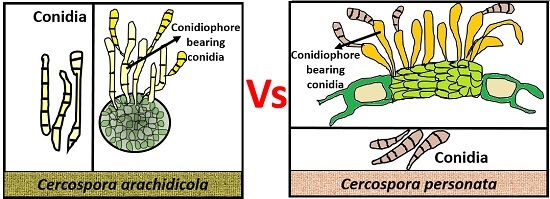 cercospora arachidiola vs cercospora personata
