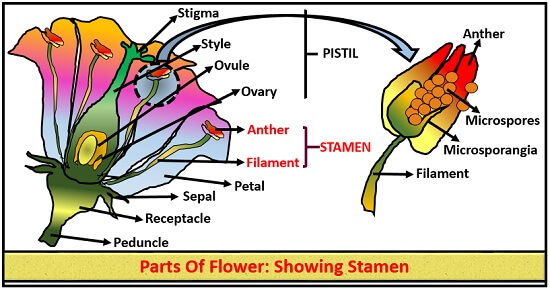 parts of flower