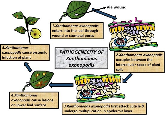 pathogenecity of xanthomonas citri