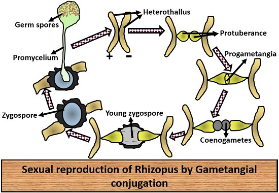 sexual reproduction of rhizopus