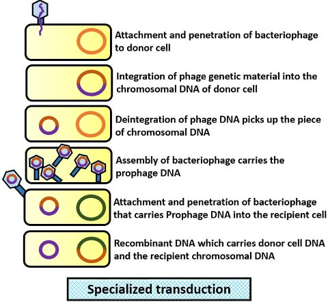 specialized transduction